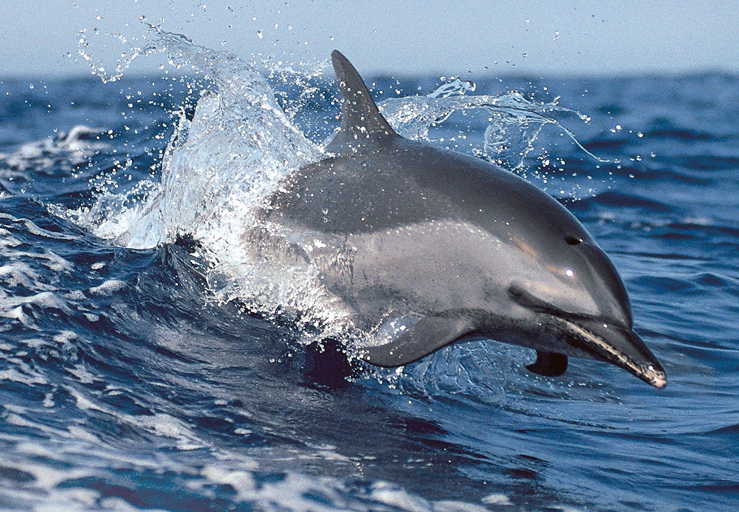 Tomax Dolphin Play 300 Pieces Puzzle Jigsaw Toy