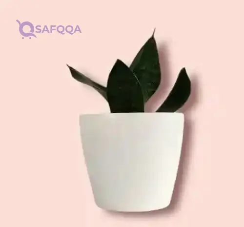 Vinayakamart Indoor Planter Pot Set