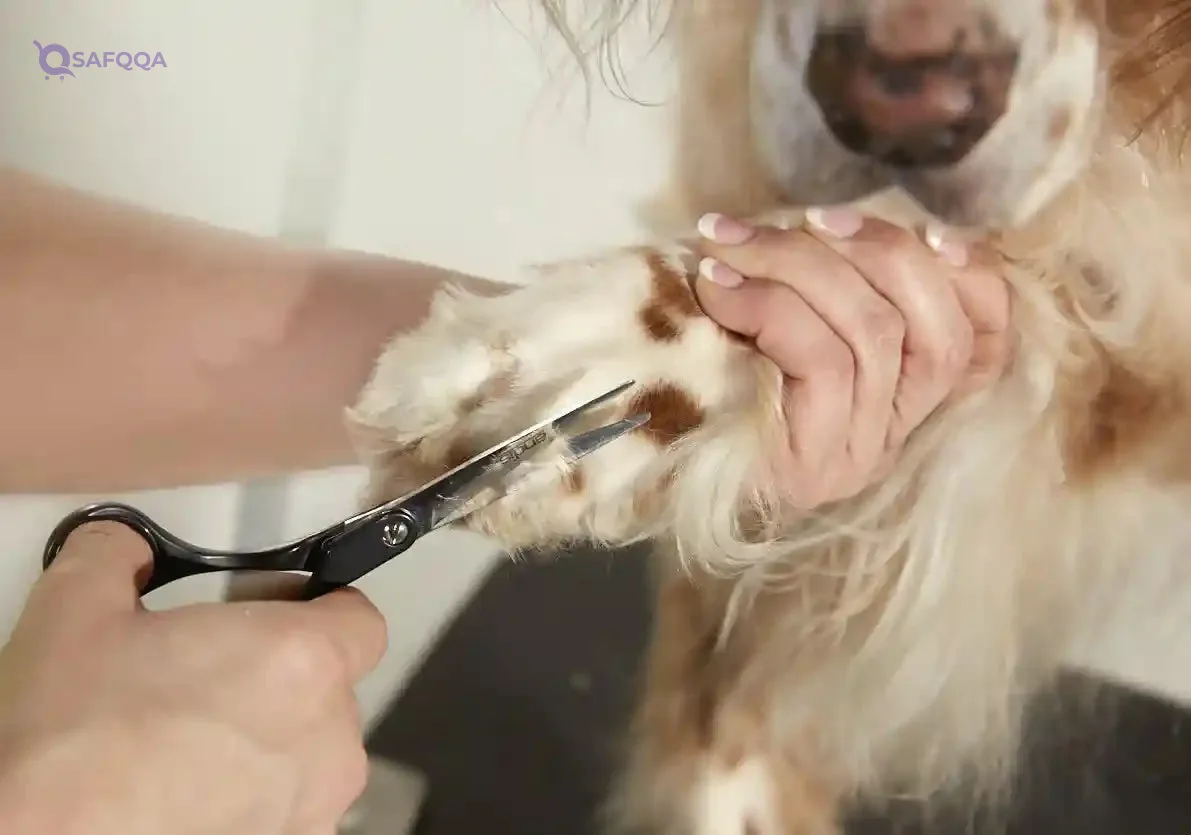 Andis Straight Shear 6.25 Inch Right Handed Pet Grooming Scissors